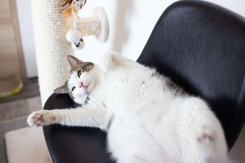 Big white and brown tabby cat with yellow eyes laying on back with arms stretched out on black leather chair next to white scratching post and white wall and light colored wood floor in background.