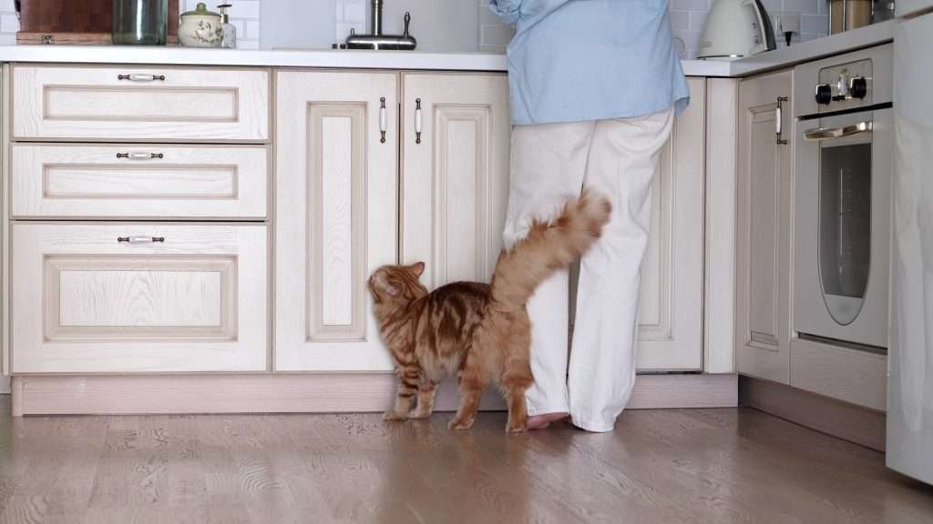 Gentle morning light in a home kitchen with white cabinets and light wood colored floor, orange tabby cat seeking attention from owner while rubbing on owner's leg. Owner is wearing a light colored blue shirt and white slacks while standing at countertop in kitchen.