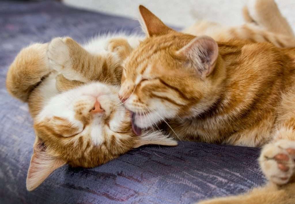 Two orange and white tabby cats laying on gray couch while one cleans licks the other's face.