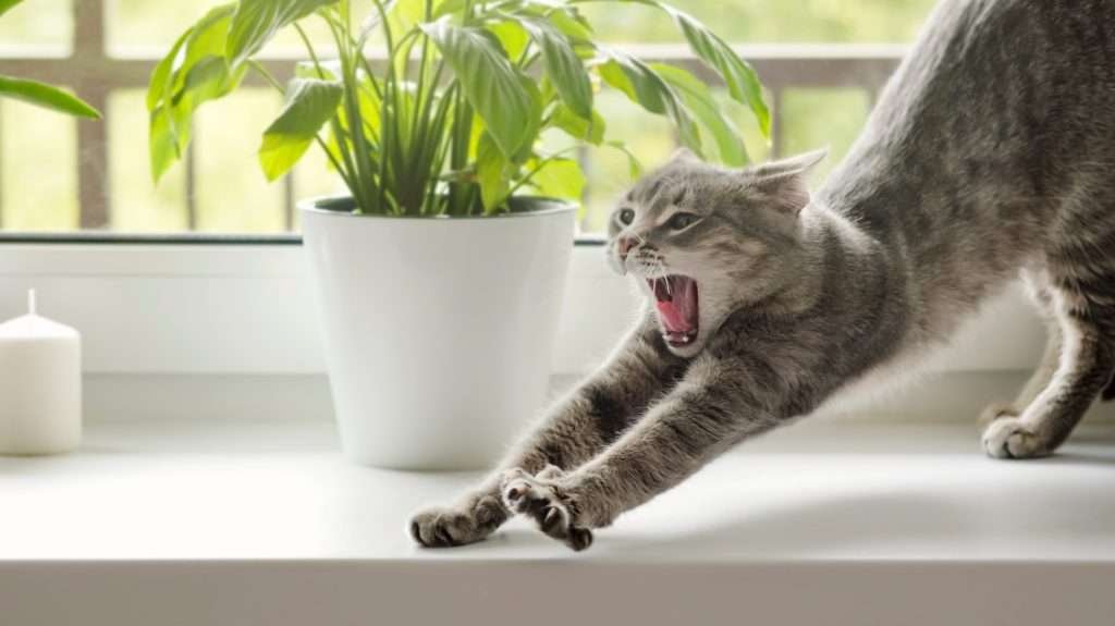 Brown and white tabby cat running wild on a white window sill and around with green houseplants in background in white pot in front of window with white candle to the left side.