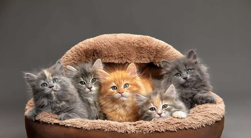 Male vs female cats - Group of five different colored kittens together resting inside of brown and tan basket cat bed looking at the camera. One orange tabby, one gray, and three gray, white and peach colored long haired kittens.