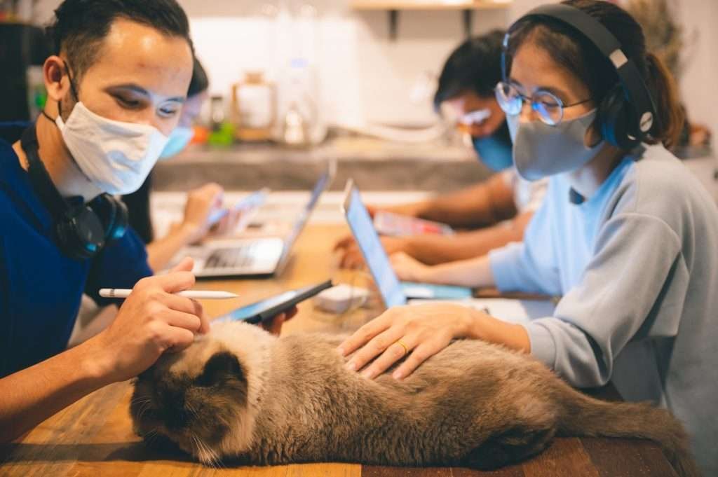 Home office work from home with four people, two men and two women wearing white and blue face masks while playing with Himalayan tan and brown colored cat laying on wood table where people are working. In front of people are laptops and background is blurred.