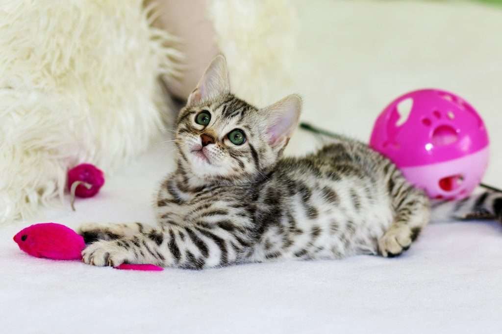 Silver tabby cat with blue eyes and spots laying on white floor by white faux fur pillow with pink mouse toy and puzzle toys behind.
