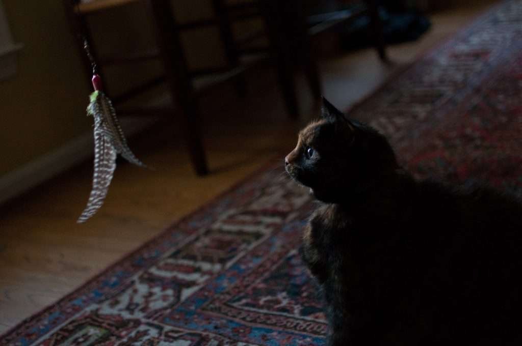 Cat playing with a feather fishing rod toy with colorful rug in background and dark lighting.