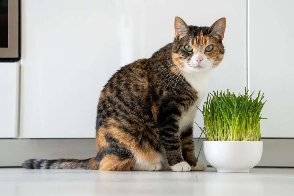 Natural hairball treatment for cat. Calico cat with yellow eyes sitting on white kitchen floor next to a white bowl filled with cat oat grass to eat and white cabinets in background.