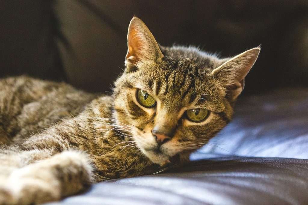 Senior male brown tabby cat laying on couch and looking to the side of camera.