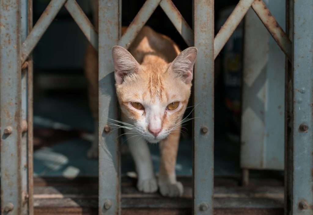 Orange and white male tabby cat going through narrow opening in  gate outside.
