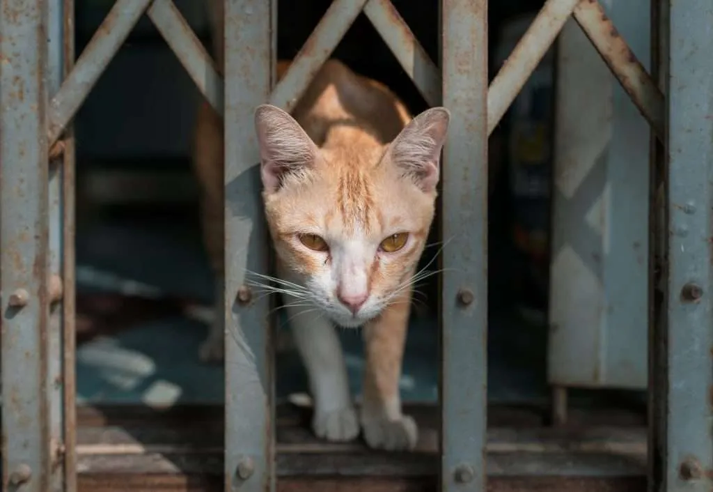 Orange and white male tabby cat going through narrow opening in gate outside. Orange and white male tabby cat going through narrow opening in gate outside.