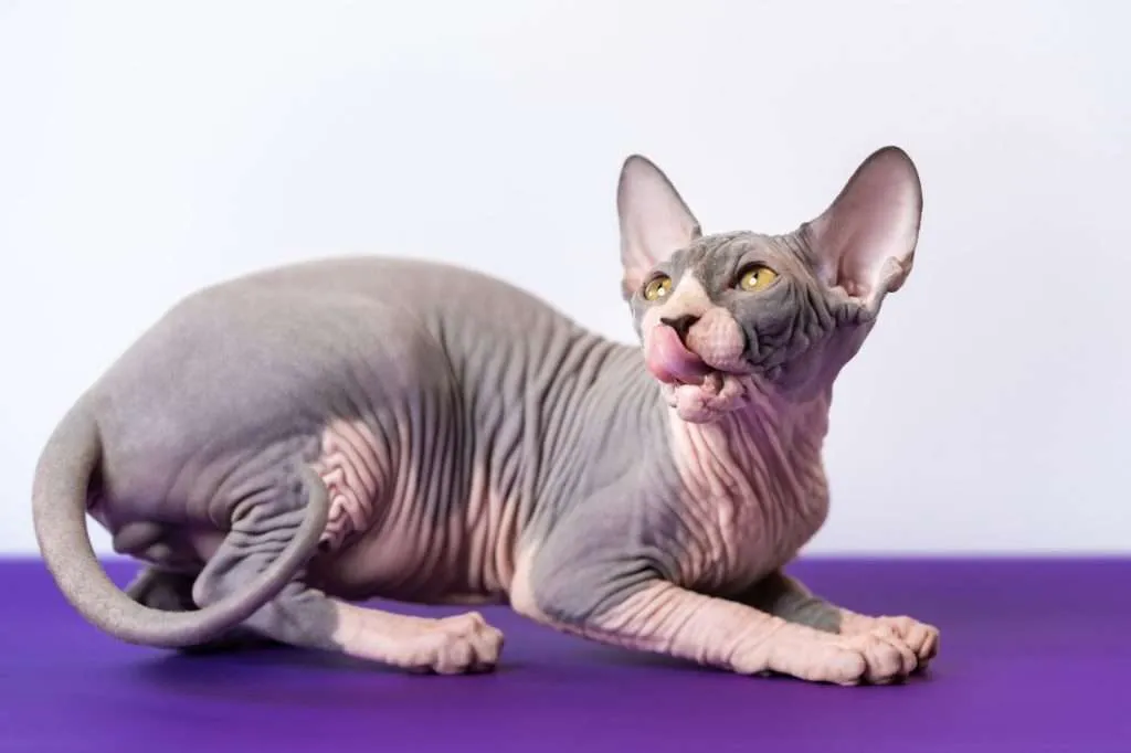 Playful gray and white hairless Sphinx cat crouching down at purple floor, while licking nose with tongue. White background.