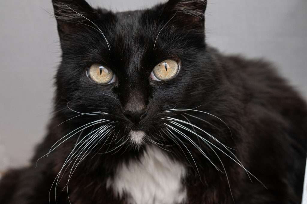 Black and white tuxedo cat with yellow eyes and long white whiskers looking at camera with blurred background.