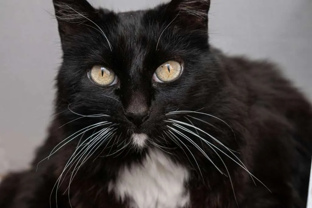 Black and white tuxedo cat with yellow eyes and long white whiskers looking at camera with blurred background. Black and white tuxedo cat with yellow eyes and long white whiskers looking at camera with blurred background.
