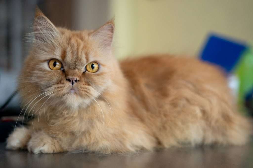 An orange Persian cat with orange eyes laying on table looking at camera with blurry background.