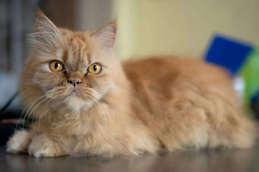 An orange Persian cat with orange eyes laying on table looking at camera with blurry background.