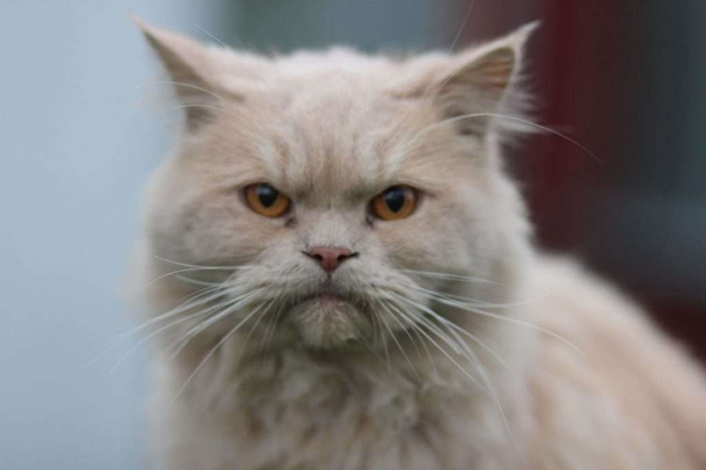 Cute grumpy pale orange cat with dark orange eyes with a blurry background.