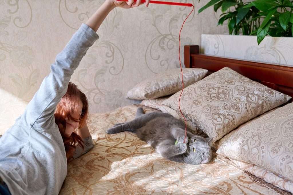 Young girl playing with a gray British Shorthair cat  with red wand and string on bed with beige and tan paisley print sheets and similar print and color on wall and green plants above headboard or bed in background. 