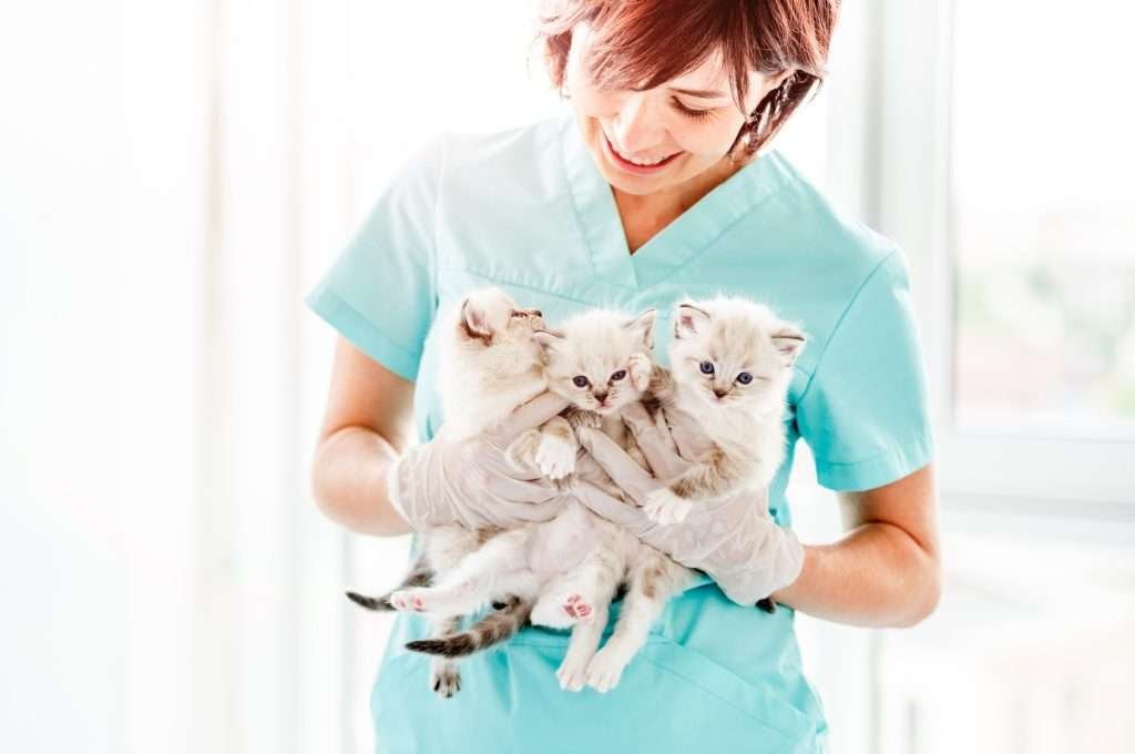 White kittens with black and brown striped tails being held by veterinarian in light blue scrubs and red hair smiling and looking down at kittens at vet clinic. 