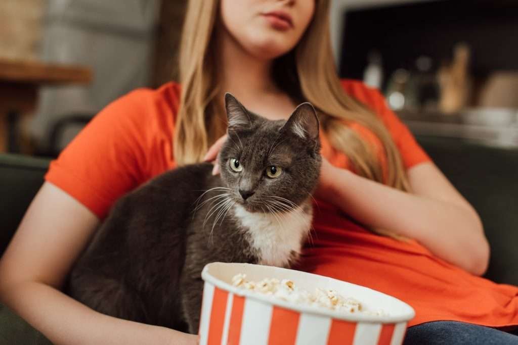 Cat brain vs human brain - Gray and white cat with yellow eyes looking to the side while on side of woman with blonde hair and wearing a red shirt sitting on couch with hand on cat with popcorn bucket in other hand.