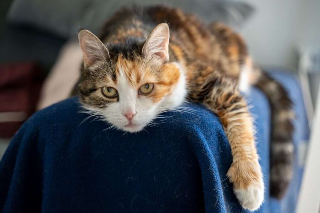 Senior adult calico cat lying straddling on blue blanket on top back part of couch looking at the camera with pretty yellow eyes.