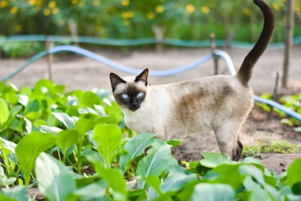 Siamese cat with blue eyes enjoying and relaxing in garden in daylight with blue hose and plants growing all around.