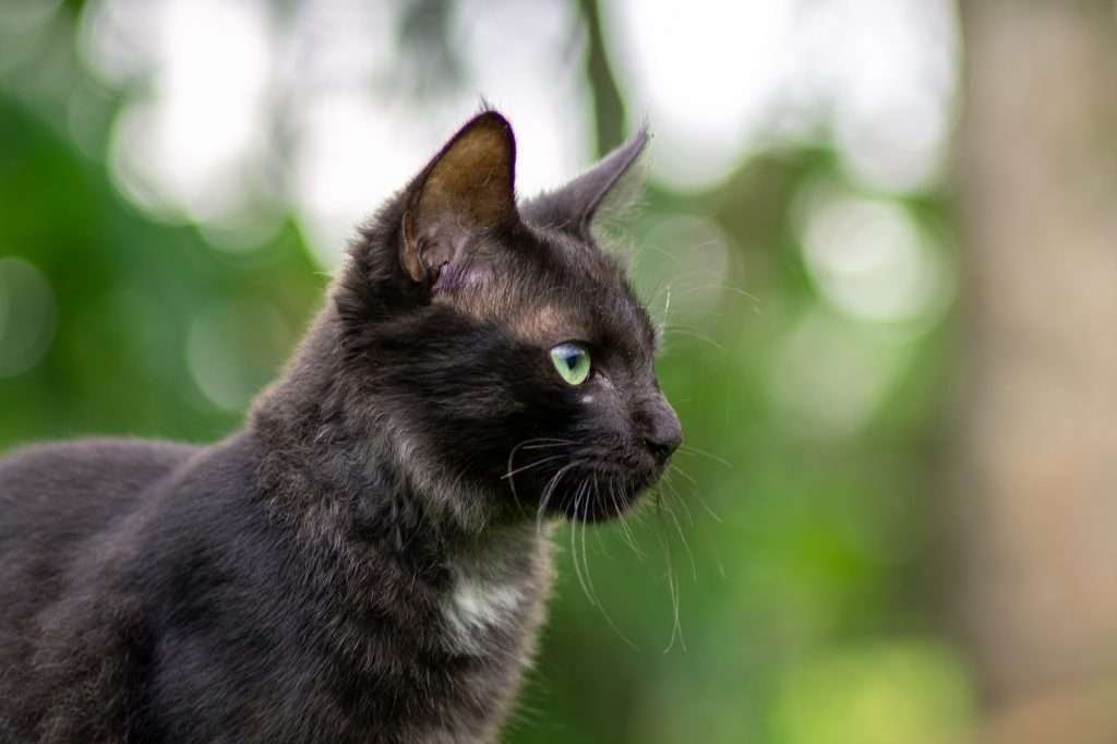 Young black, brown and white cat with green eyes looking forward to the side intensely, soft out of focus green background.