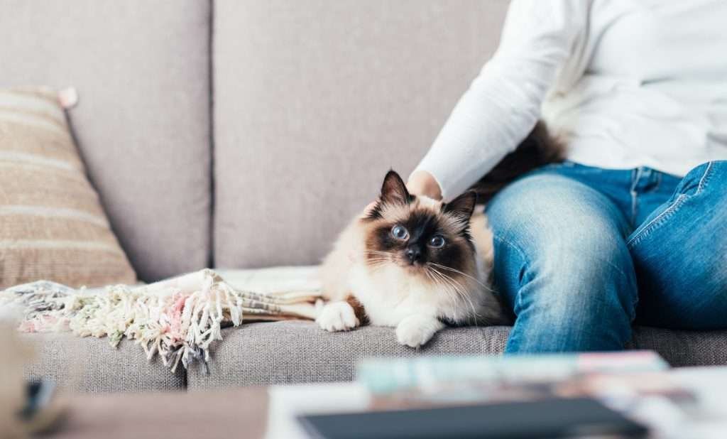 Person in white long sleeved shirt and blue jeans sitting on light gray couch with Siamese cat laying next to her looking at camera and blanket to the left side with beige and white striped pillow.