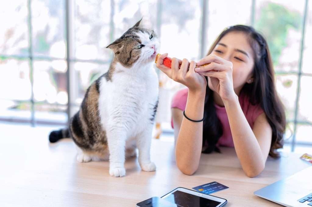 Young girl feeding treat to cute white and brown tabby cat cat on table with laptop to the right, iPad, credit card in front, and widow in background.