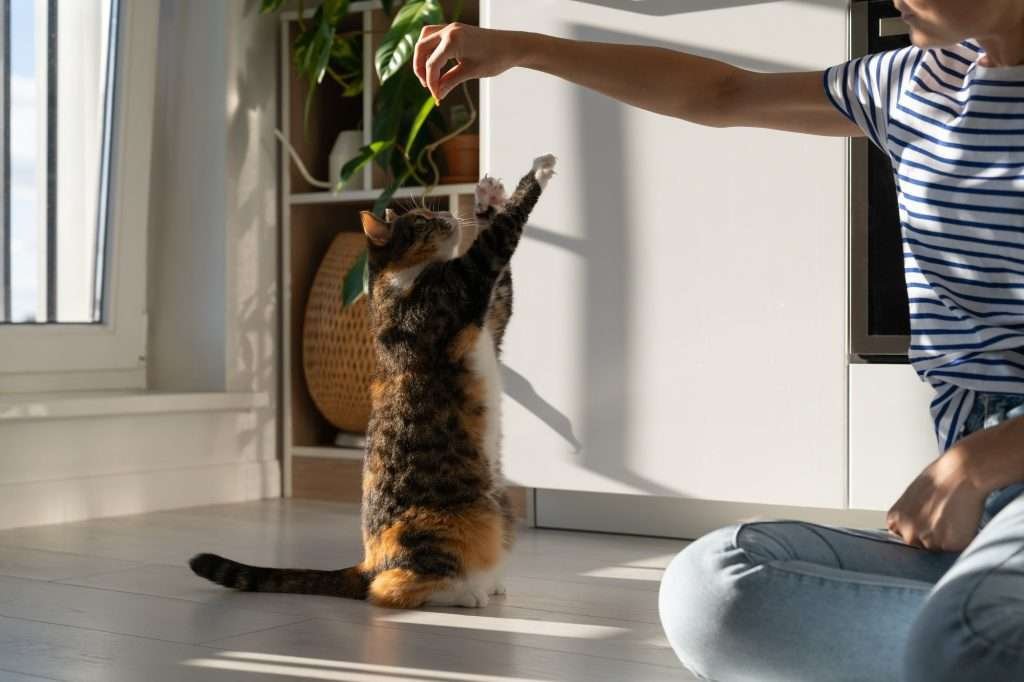 Female owner wearing blue and white striped shirt and light colored jeans training calico cat in room while sitting on floor. Owner has arm out above cat while cat reaches up. Window and shelves with plants in background.
