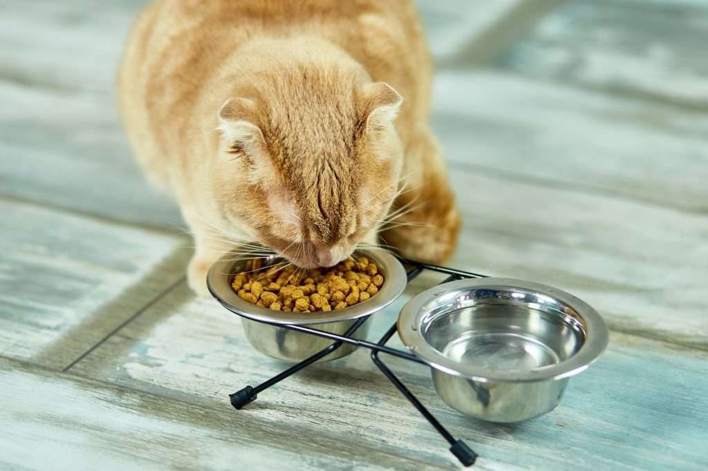 Orange tabby cat eating prescription diet dry food in stainless steel metal bowl with stainless steel metal water bowl next to it on light colored wood floor.