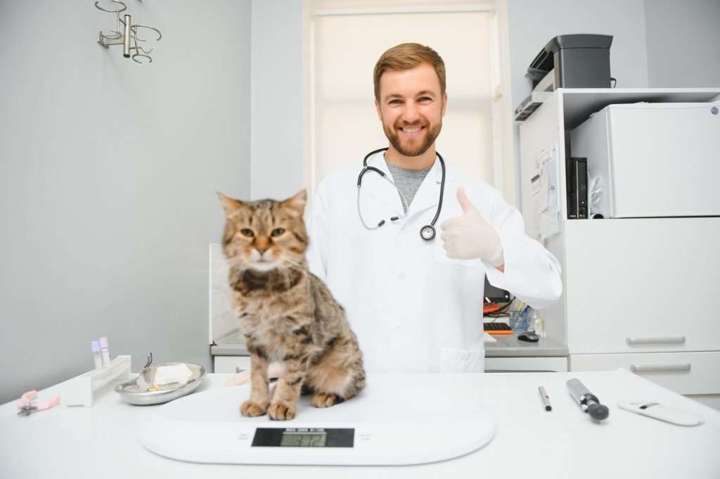 Brown tabby visiting smiling vet wearing white coat, gray undershirt and stethoscope with a thumbs up in white latex gloves. Cat is there for regular checkup and blood work and is sitting on white digital scale on white table with tools around and white walls and white cabinet in background.