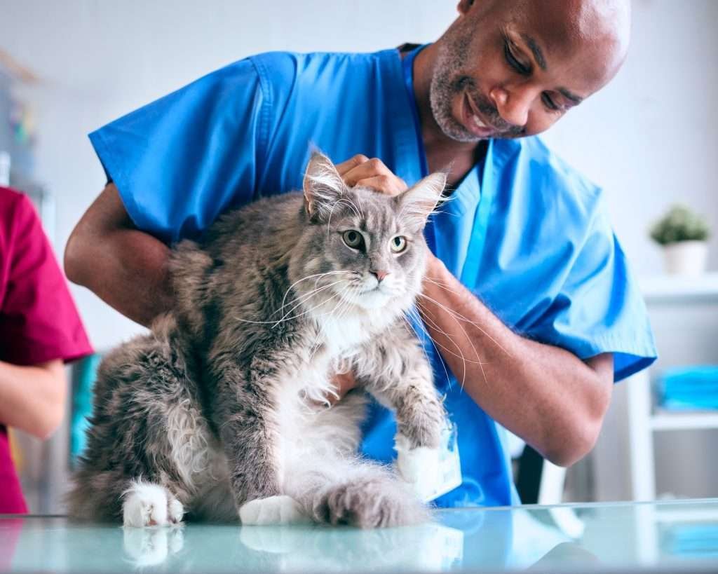 Struvite crystals - Close up of male vet wearing blue scrubs and examining a gray and white Maine Coon cat with urinary issues. Cat is sitting on glass table and blurred background.