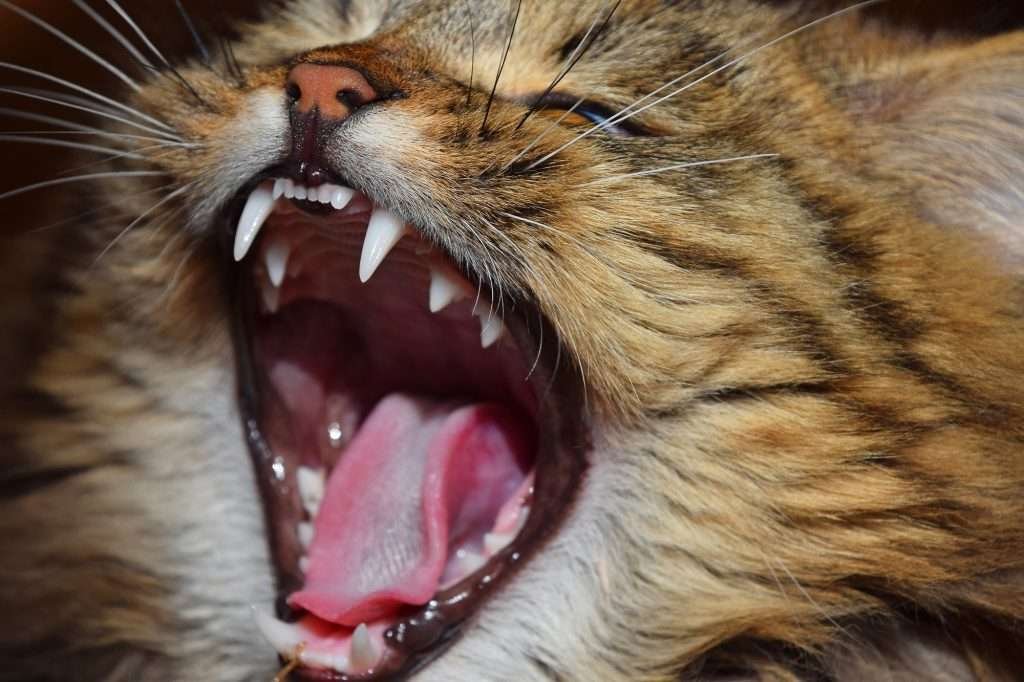 Cat age detective - young cat yawning with mouth open and showing teeth.