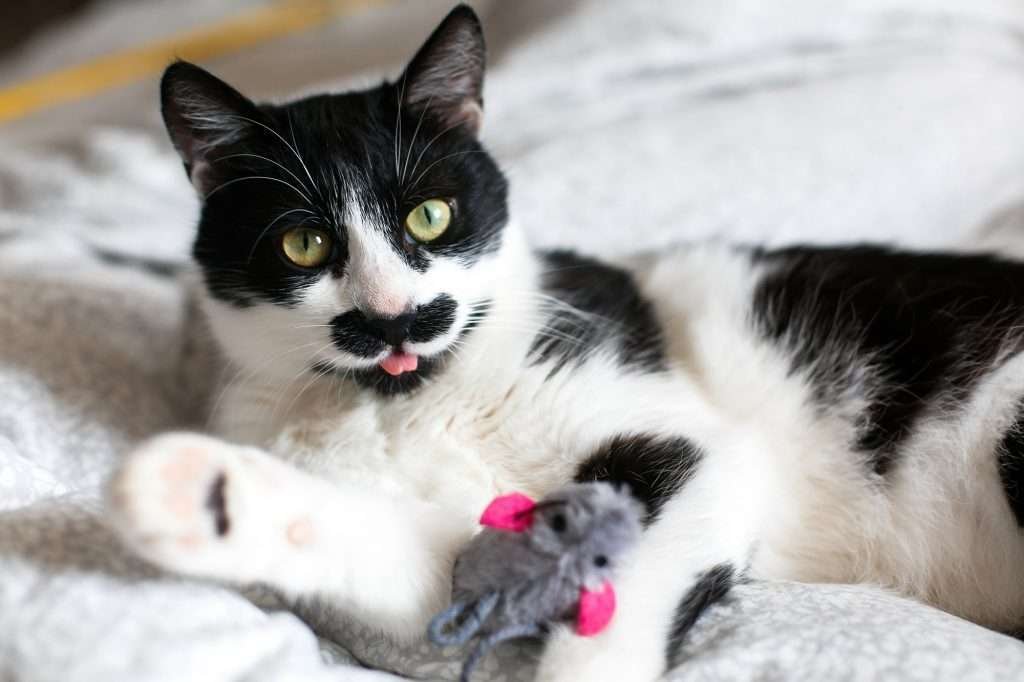 Cute black and white cat with yellow eyes with moustache and pink tongue sticking out playing with gray mouse toy with pink ears while lying down on white fuzzy blanket.