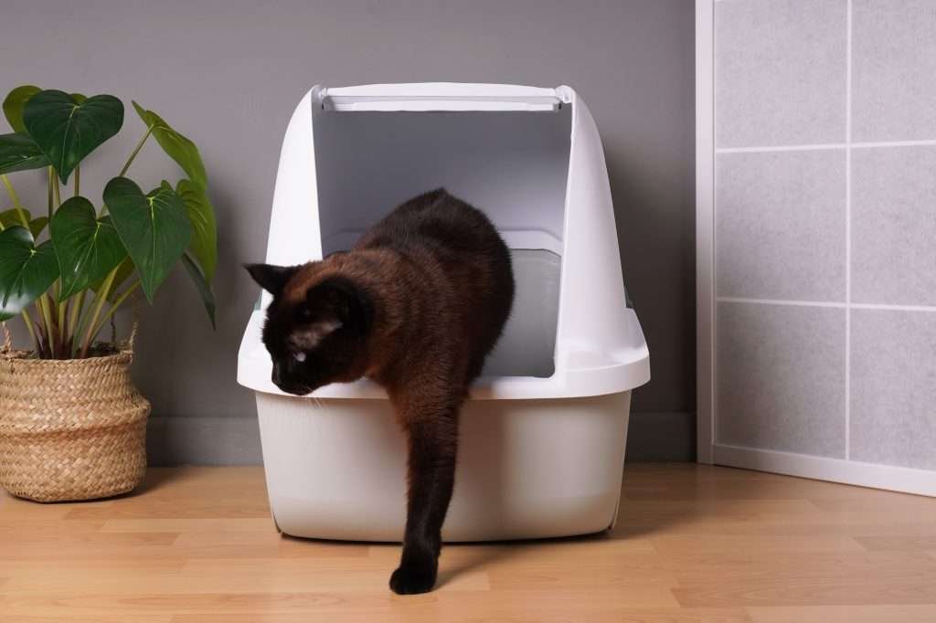 Brown and black cat stepping out of white covered cat litter box  on light colored wood floor in quiet and private part of living room with green plant in light tan woven basket to the left side and white paper screen room divider to the right side.