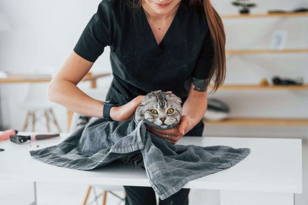 Cat chin acne - Cat on white table wrapped in warm gray towel by woman wearing black scrubs and black watch drying Scottish Fold cat with orange eyes after cleaning chin. Blurred shelves on wall in background.