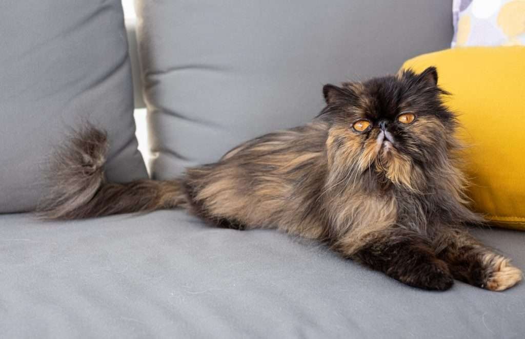 Old brown, black and orange tabby Persian cat with orange eyes in home living room laying on the gray couch and next to yellow pillow.