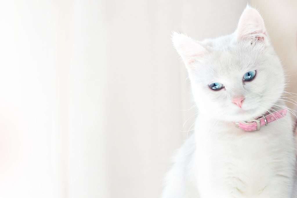 Purebred white shorthair cat with blue eyes and wearing a bubblegum pink collar on a white background. 