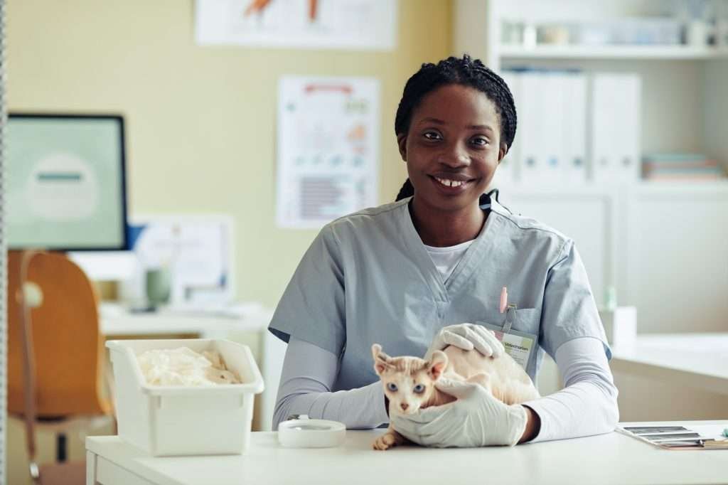 Smiling Veterinarian wearing light gray scrubs and white long sleaved shirt underneath with Exotic Cat on white table in clinic.