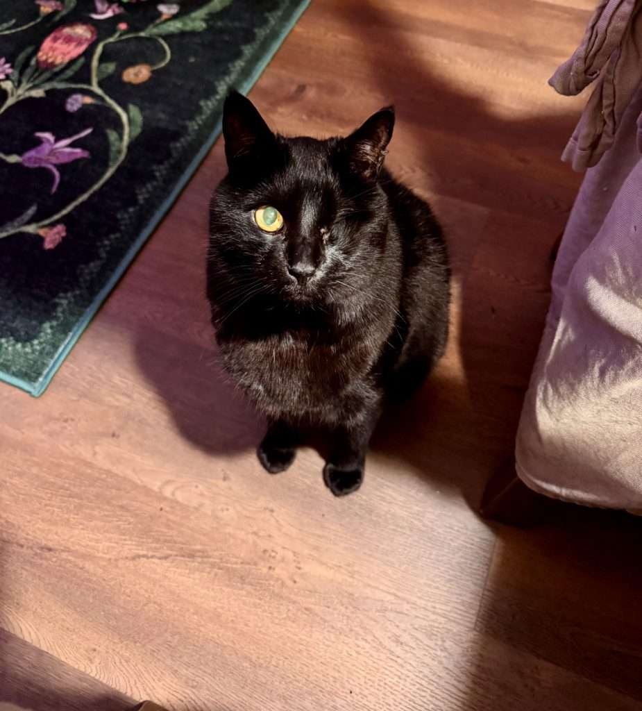 Dexter living his best life. Shiny black cat with one orange eye looking up at camera while sitting on brown wood floor with green floral print rug in background.