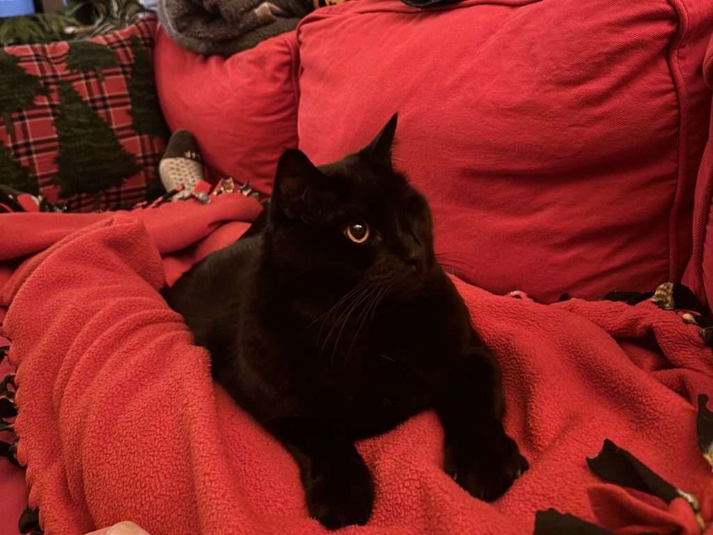 Dexter, a black cat with one orange eye and missing other eye is looking to the side at owner while laying on red blanket on top of owner laying on red couch with red, black and yellow plaid pillow with evergreen trees stitched on it.