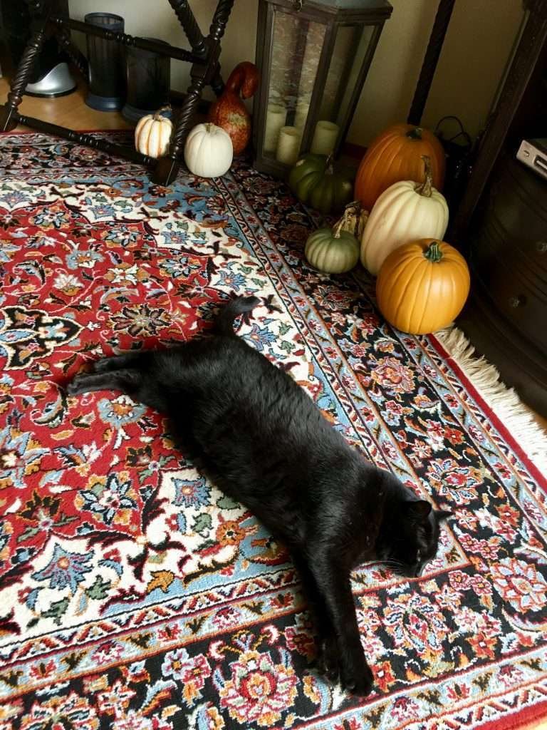 Dex relaxing in his usual form. Shiny black cat laying flat sprawled out on red, white, blue, black, green and orange colored Persian rug with table, glass lantern and orange, white and green colored pumpkins in background.