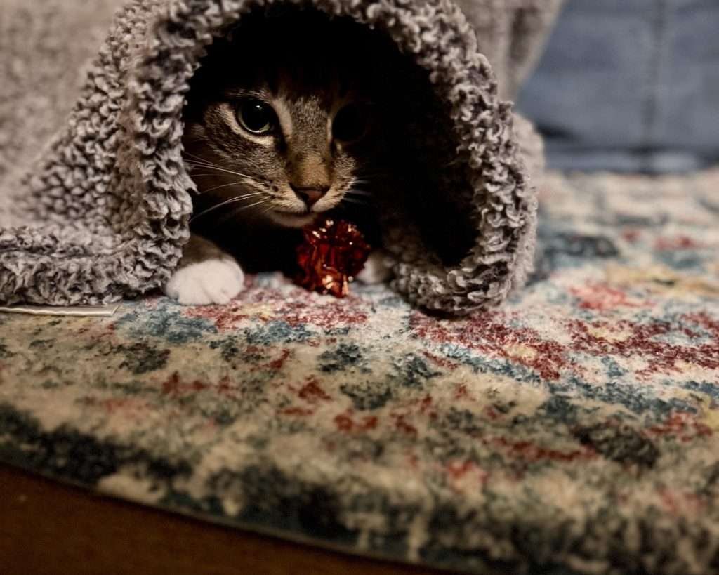 My cutie pie Isaac playing with a crunchy toy after crawling under blanket. Brown and white tabby cat with green/yellow eyes under gray blanket on multi red, blue, white and yellow colored rug on dark wood floor and blurred background. My cutie pie Isaac playing with a crunchy toy after crawling under blanket. Brown and white tabby cat with green/yellow eyes under gray blanket on multi red, blue, white and yellow colored rug on dark wood floor and blurred background.