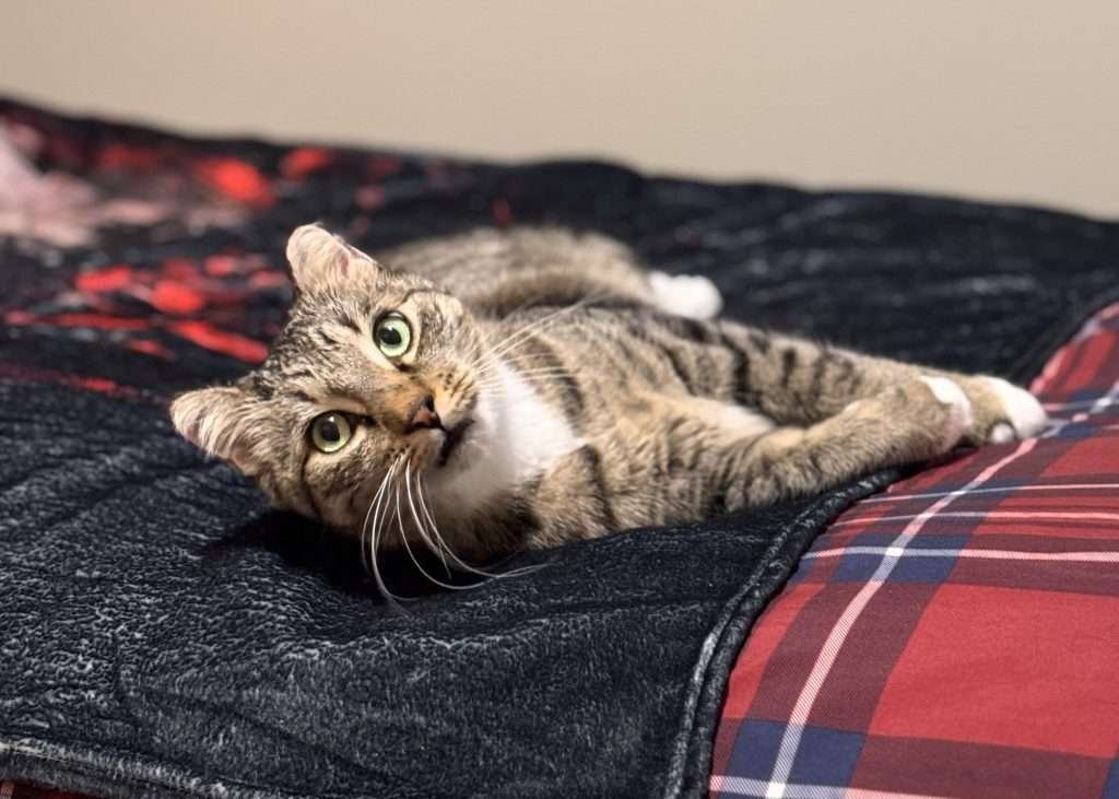 Isaac baby lounging and looking suave. Isaac, a white and brown tabby cat laying on a red, blue and white plaid bed with black and red print blanket. Cat is looking at camera with yellow green eyes and long white whiskers.
