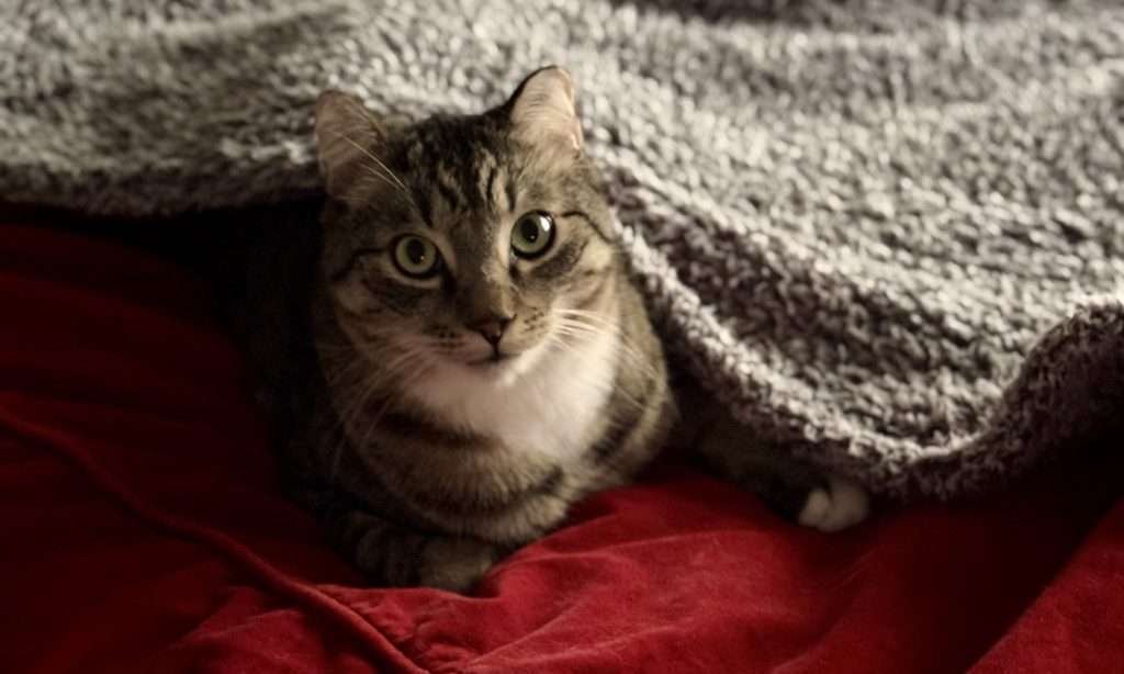 Little one Isaac, a white and brown tabby cat laying on a red velvet bed partially underneath a fuzzy light gray cat blanket to keep warm while looking up at camera with green yellow eyes.