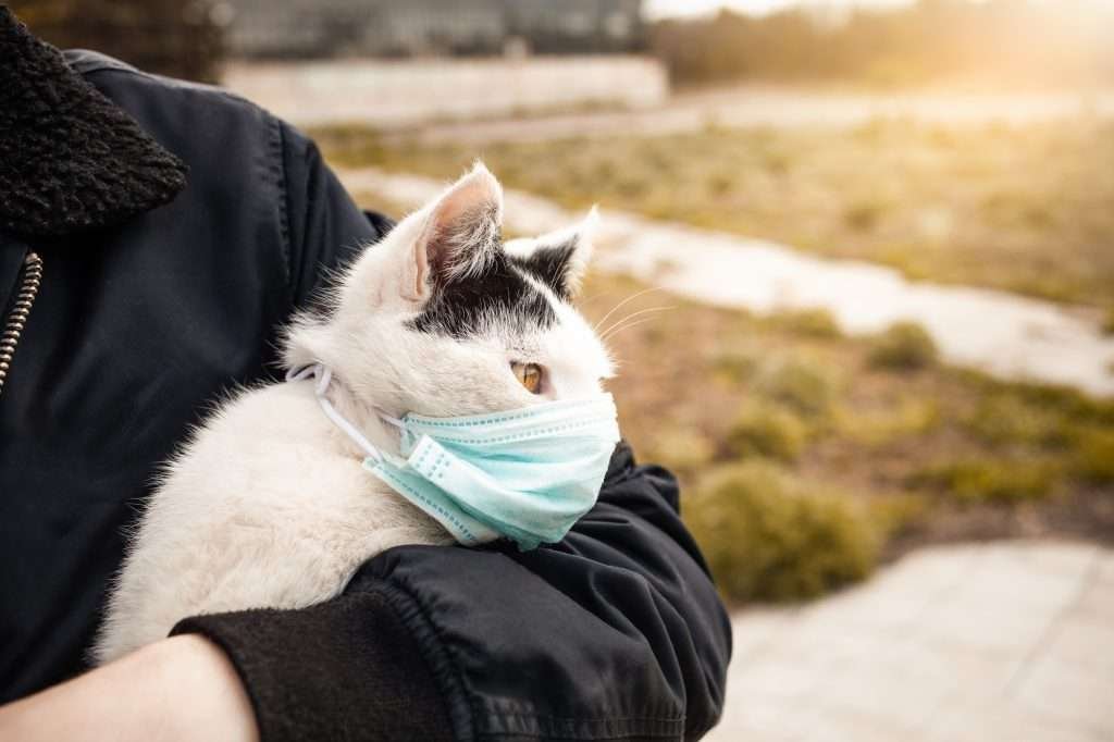 A black and white cat with yellow eyes in a blue medical face mask being held by person in arm wearing a black jacket while outside. Blurred background of plants, sidewalk and dirt.