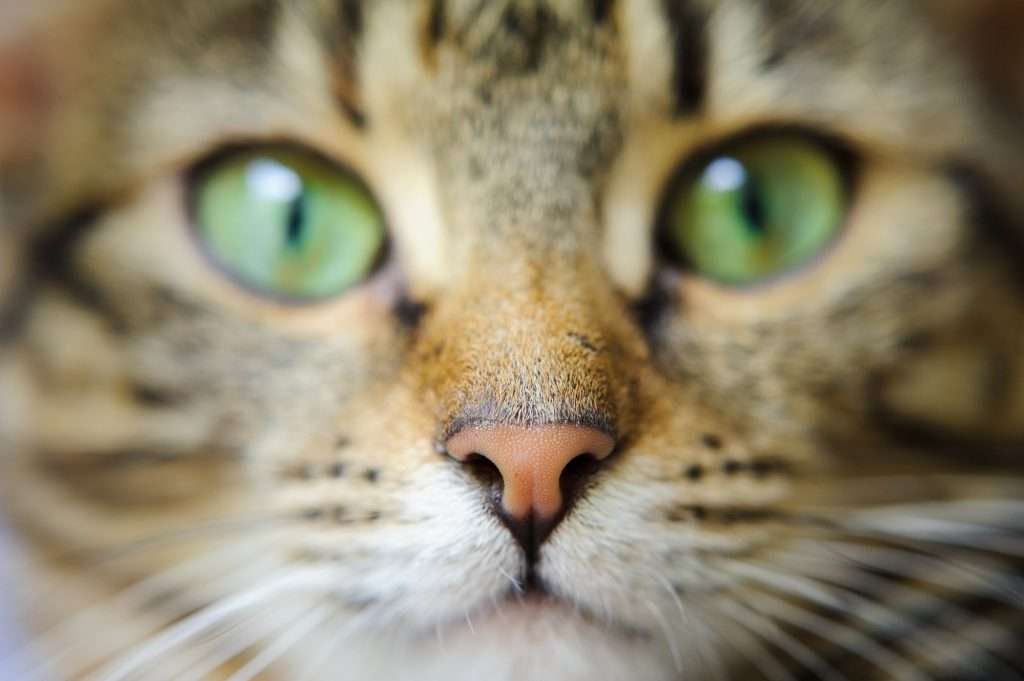 A close-up of a brown tabby cat's face with green eyes and nose pencil eraser color with white whiskers looking at camera.