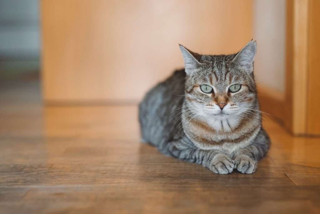 A close-up of a brown tabby cat with green yellow eyes laying on a dark wooden floor looking at camera, with a blurred background of a door frame to the right side. 