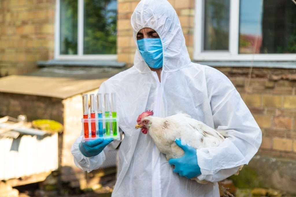 A veterinarian analyzes a chicken. Man in hazmat type suit wearing blue face mask while holding white chicken hen with red comb and yellow beak in right arm and holding testing samples in left arm while facing camera and looking down at test samples. Background is a blurred tan and brown house.