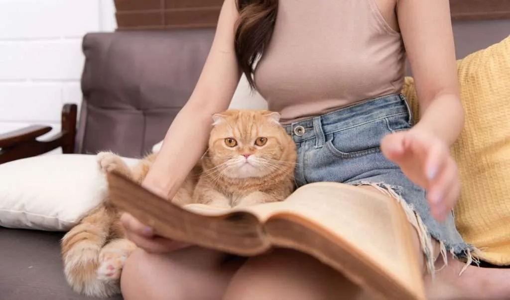 Orange Persian cat staring at a book opened on owner's lap with sitting on brown couch and a yellow pillow to the right side and white pillow to the lest side.