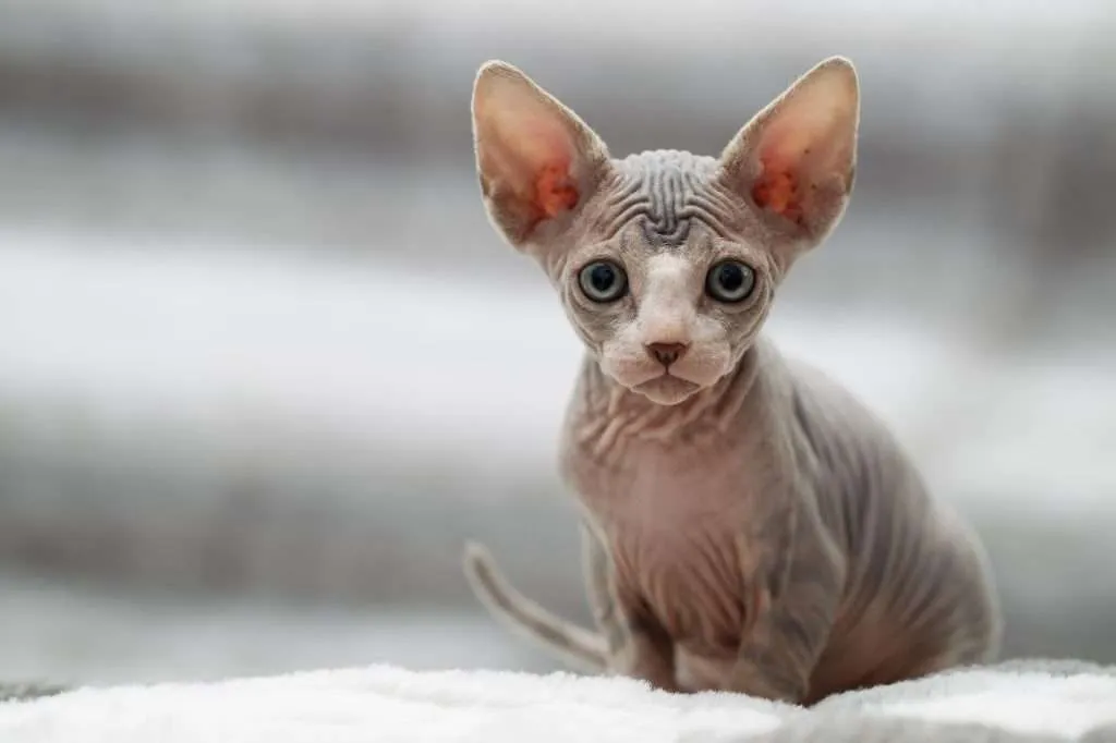 Sphynx kitten with blue eyes  looking at camera with blurred background.