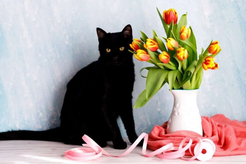 Beautiful black and white cat with a colorful tulip bouquet